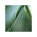 Lensbaby - abstracte